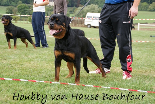 Houbby vom Hause Bouhfour
