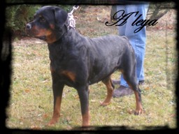 CH. A'leya de la force tendre