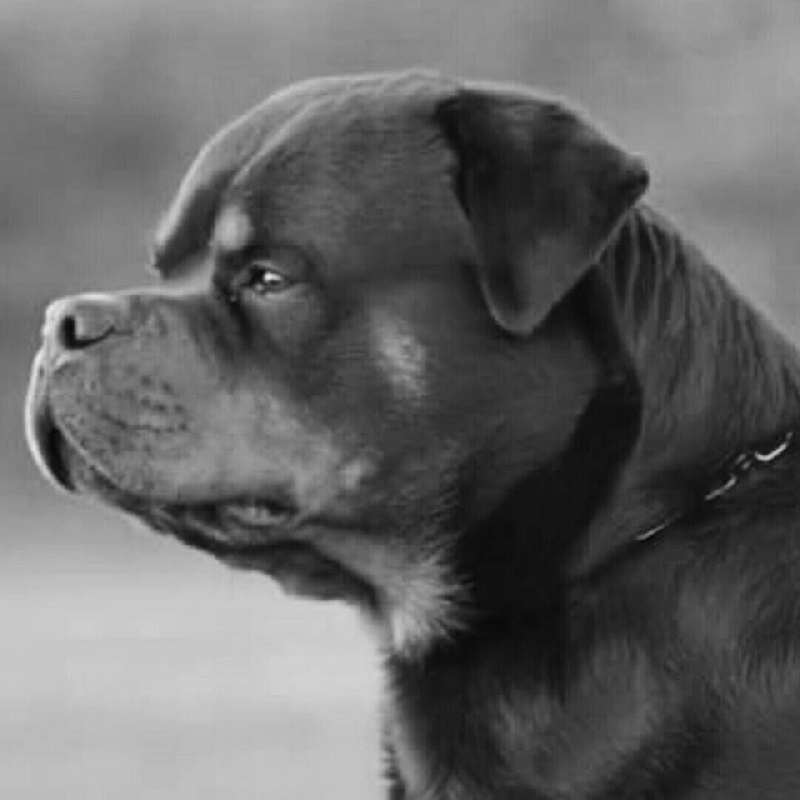 CH. Idefix de la force tendre