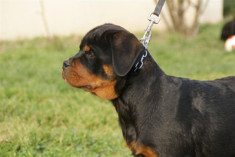 de la force tendre - Chiots disponibles - Rottweiler