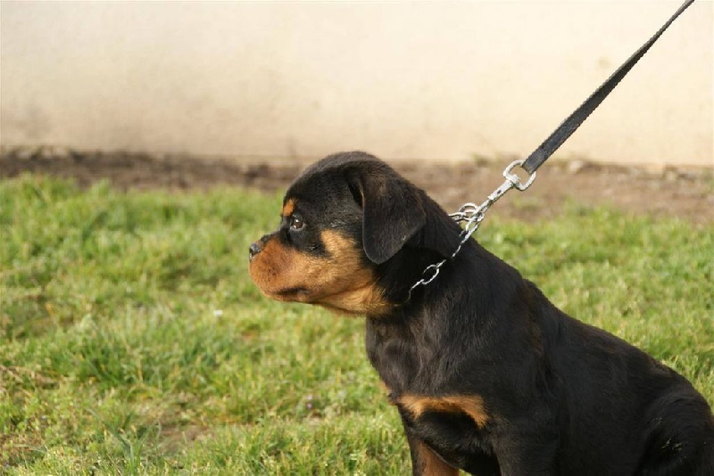 de la force tendre - Chiots disponibles - Rottweiler